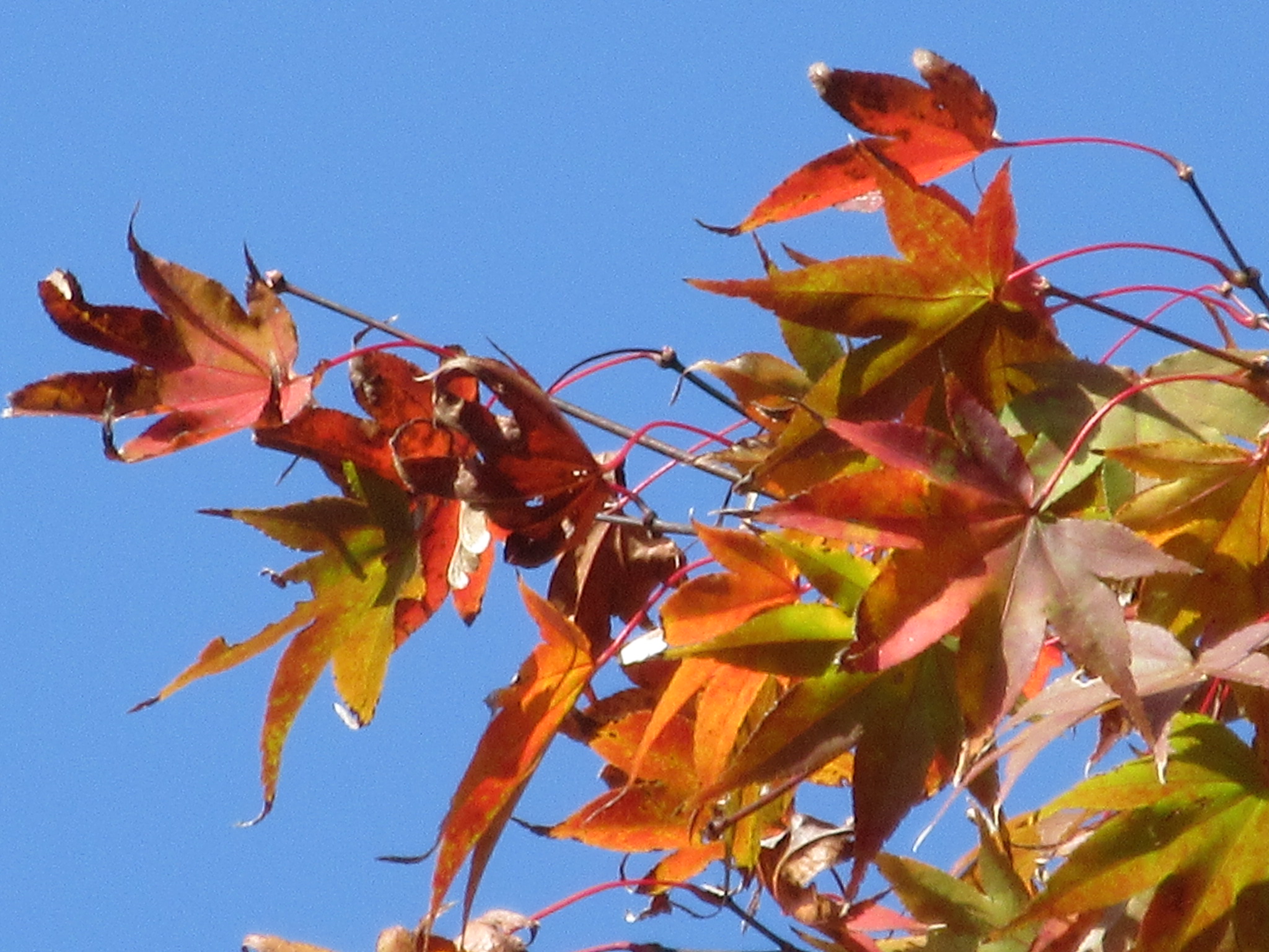 魚楽園（田川郡川崎町）紅葉１１月中旬